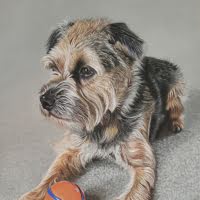 Pastel portrait of a Border Terrier