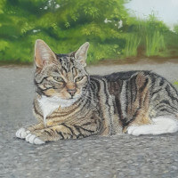 Pastel portrait of a cat commission