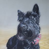 Pastel portrait of a Scottie Dog