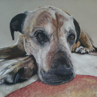 Pastel portrait of a Bull Mastiff commission
