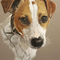 Jack russell pastel portrait commission