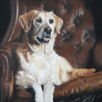 Pastel portrait of a Yellow Labrador