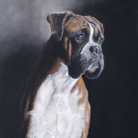 Boxer dog pastel portrait original and print