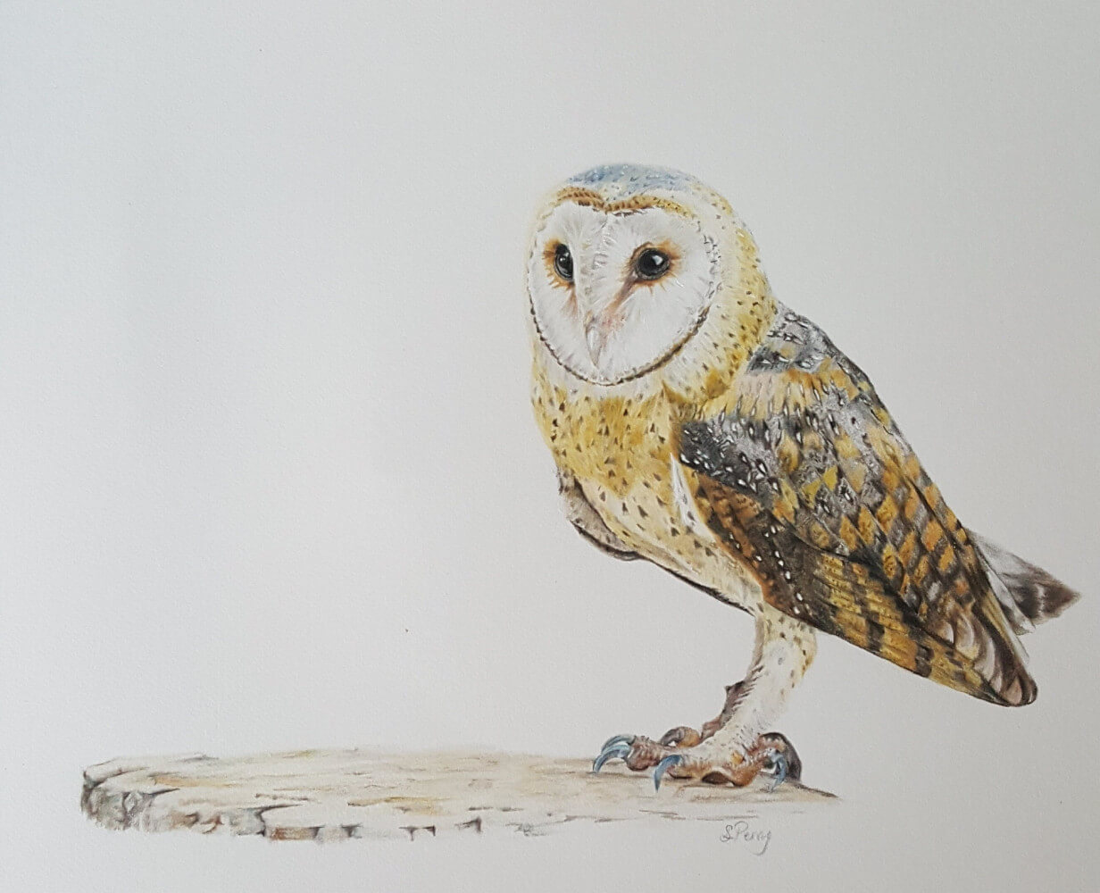 Barn owl coloured pencil original
