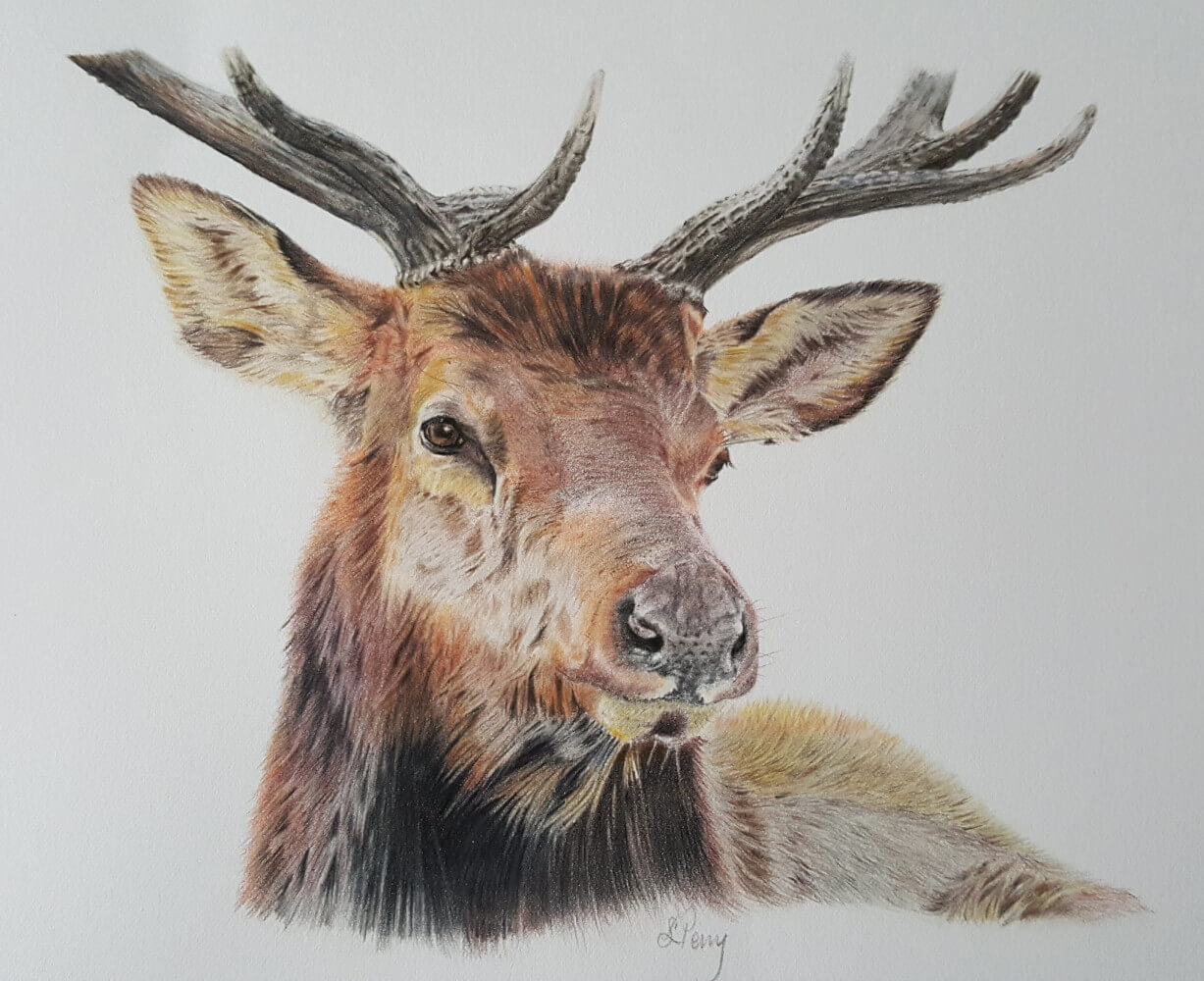 Majestic stag coloured pencil print