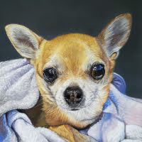 Pastel portrait of a Chihuahua