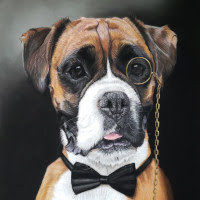 Pastel portrait of a Boxer