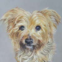 Pastel portrait of a Yorkshire Terrier commission