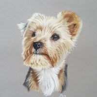 Yorkshire terrier pastel portrait commission