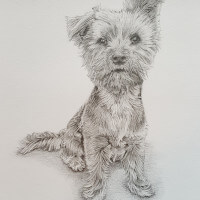 Yorkshire terrier pencil portrait commission