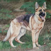 Pastel portrait of a German Shepherd