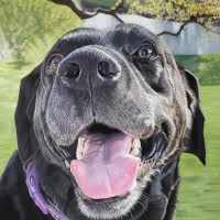 Pastel portrait of a Labrador