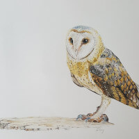 Barn owl coloured pencil original & print