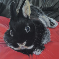 Pastel portrait of a rabbit commission