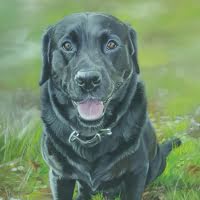 Pastel portrait of a Black Labrador commission
