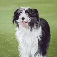 Pastel portrait of a Collie