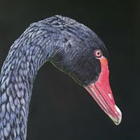 Pastel original of a Black Swan