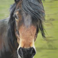 Pastel portrait of a Pony