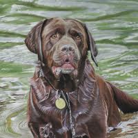 Pastel portrait of a Chocolate Labrador