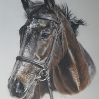 Racehorse Burrow Seven pastel portrait for Rob Burrow charity