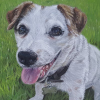 Pastel portrait of a Jack Russell commission