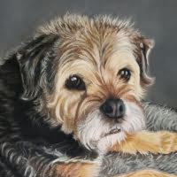 Pastel portrait of a Border Terrier