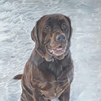 Pastel portrait of a Labrador commission