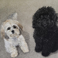 Pastel portrait of dogs
