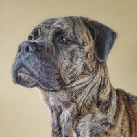Pastel portrait of a Mastifs