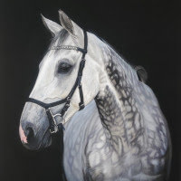 Pastel original of a Grey Thoroughbred Horse