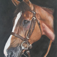 Racehorse pastel portrait commission