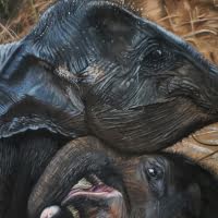 Pastel original of Asian Elephant Calves