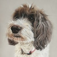 Pastel original of a Cockerpoo