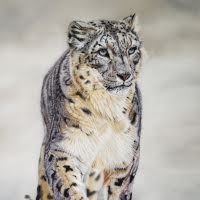 Pastel original of a Snow Leopard