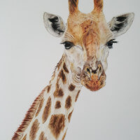 Giraffe coloured pencil commission