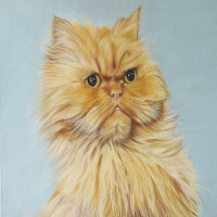 Pastel portrait of a Persian cat commission