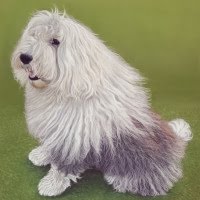 Pastel portrait an Old English Sheepdog