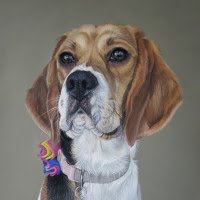 Pastel portrait of a Beagle