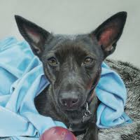 Pastel portrait of a Rescue Dog