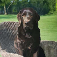 Pastel portrait of a Chocolate Labrador
