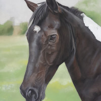 Pastel portrait of a horse commission