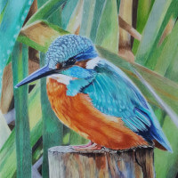 Kingfisher coloured pencil commission