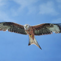 Pastel portrait of a kite