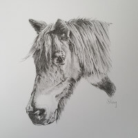 Shetland pony pencil portrait commission