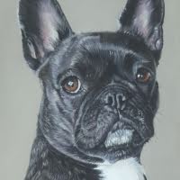 Pastel portrait of a French Bulldog commission