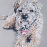 Pastel portrait of a border terrier giveaway commission