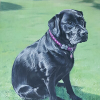 Pastel portrait of a Labrador commission