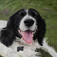 Pastel portrait of a Spaniel
