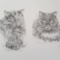 Cat pencil portrait commission
