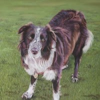 Pastel portrait of Border Collie